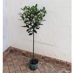 ゲッケイジュ（月桂樹）：香り月桂樹スタンダード仕立て 6号ポット