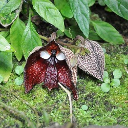 アリストロキア・サルヴァドレンシス4号ポット