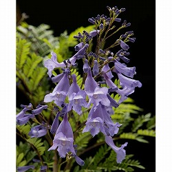 [26年4月上旬予約]ジャカランダ（わい性）：ブルーブロッサムビューイング5号ポット