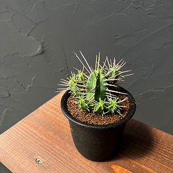 ユーフォルビア：フェロックス　3号鉢植え