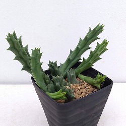 オルベア：バリエガータ 3.5号鉢植え