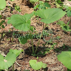 ふき：ヤマブキ（山ふき） 3.5号ポット