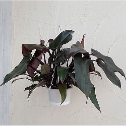 観葉植物5号吊鉢：フィロデンドロン・チョコブラウン