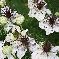 ニゲラ：アフリカンブライト3～3.5号ポット 6株セット