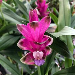 [26年6月中下旬予約]クルクマ アイルージュ4号鉢植え