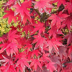 モミジ：大盃（オオサカズキ）3.5号ポット