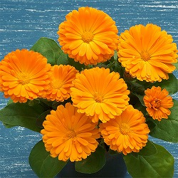 カレンジュラ：エミフル　サンセット3号ポット 6株セット