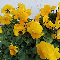 ビオラ:ペニー クリアイエロー3~3.5号ポット