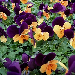 ビオラ：ペニー　オレンジジャンプアップ3～3.5号ポット