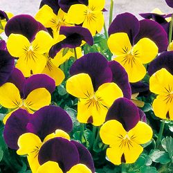 ビオラ：ペニー　イエロージャンプアップ3-3.5号ポット