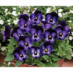 ビオラ：ペニー　デニムジャンプアップ3～3.5号ポット