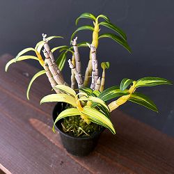 チョウセイラン（長生蘭）：紅小町（べにこまち）2.5号ポット