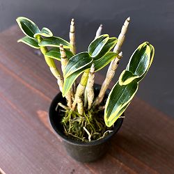 チョウセイラン（長生蘭）：銀雪　2.5号ポット