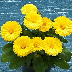 カレンジュラ：エミフル　ムーン3号ポット 2株セットy