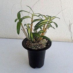 チョウセイラン（長生蘭）：鶴姫（つるひめ）2.5号鉢植え