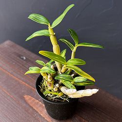 チョウセイラン（長生蘭）：太閤（たいこう）2.5号ポット