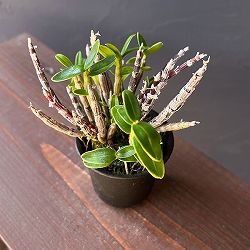 チョウセイラン（長生蘭）：勝山覆輪（かつやまふくりん）2.5号ポット