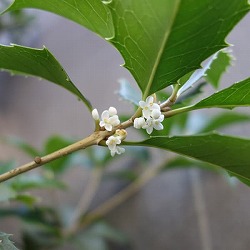 ギンモクセイ（銀木犀）4号ポット