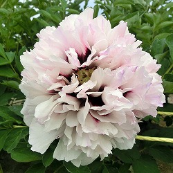 [25年10月中下旬予約]牡丹（ぼたん）：玉蝶（たまちょう）3年生苗6号ポット