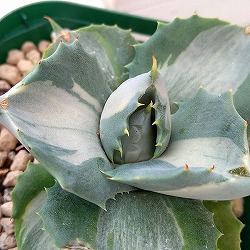 [棚卸セール]（わけあり特価）アガベ：王妃雷神（おうひらいじん）3号