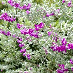 レウコフィルム3号ポット