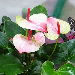 アンスリウム：ミスティーク5号鉢植え