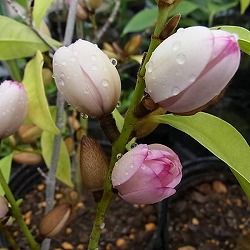 [送料無料]ミケリア：ミックスドアップミス6号硬質ポット[茶色い蕾から淡いピンクの芳香花　カラタネオガタマ]