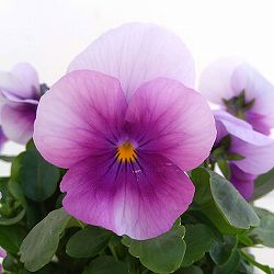 [送料無料]ビオラ：ソルベ　オーキッドローズビーコン3～3.5号ポット 24株セット