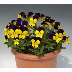 ビオラ：ペニー　イエロージャンプアップ3～3.5号ポット 24株セット