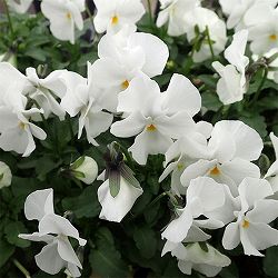 ビオラ：ペニー　ホワイト3～3.5号ポット 8株セット