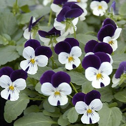 ビオラ：ペニー　ホワイトジャンプアップ3～3.5号ポット 12株セット