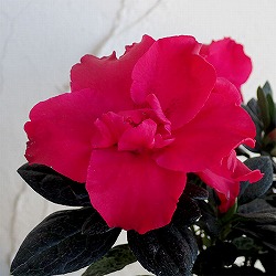 アザレア：紅姉妹（べにしまい）5号鉢植え
