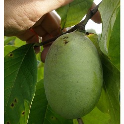 ポポー：サスケハンナ（接木苗）5号ポット＊＊