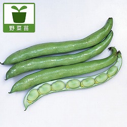 そらまめ・サラダソラマメの苗10連カットパック苗入り（10株分） 2パック苗セット