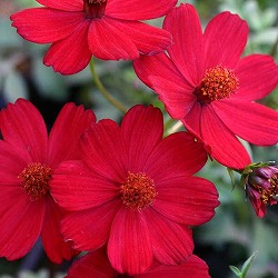 チョコレートコスモス：ノエルルージュ5号鉢植え