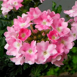 [26年4月上旬予約]バーベナ：エストレラ　ピンクバレエ3.5号ポット