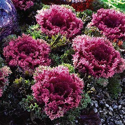 ハボタン：プラチナケール グロッシーレッド3-3.5号ポット 2株セット