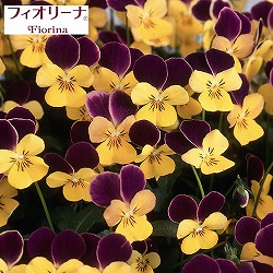 ビオラ：フィオリーナ　ベルベットゴールド3.5号ポット 3株セット