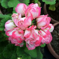 ゼラニウム：ローズバッド・デニス4号ポット 3株セット