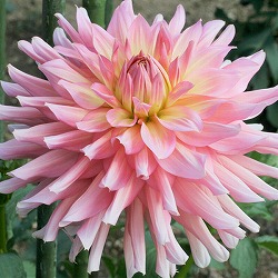 [26年3月中下旬予約]ダリアの球根：（中輪）ムーンワルツ1球