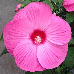 [26年4月下旬予約]宿根ハイビスカス：タイタンビカス：レイア3.5号ポット