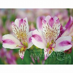 アルストロメリア：ヤガスリ3.5号ポット