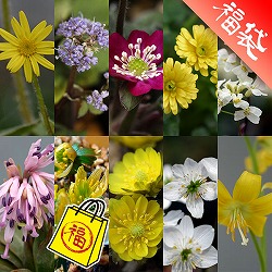 [送料無料]早春の山野草10種Bセット・草の友3リットル付