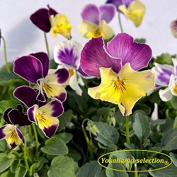 ビオラ：チェルシーピンク3号ポット 2株セット