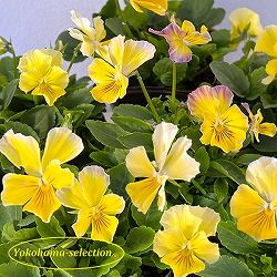 [送料無料]ビオラ：ティファニーイエロー3号ポット 24株セット