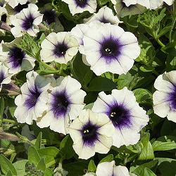 ペチュニア：ヨコハマ ムーンライト3.5号ポット 2株セット