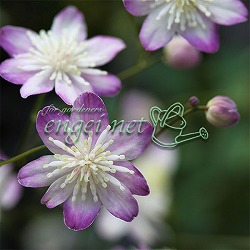 バイカカラマツ：紫花系台湾梅花からまつ2.5号ポット