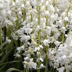 [26年2月中下旬予約]シラーカンパニュラータ（球根つりがね草）：ホワイト1球植え3号ポット