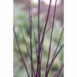 サンゴミズキ（コルヌスアルバ）：ケッセルリンギー6号ポット