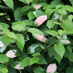 マタタビ：深山（ミヤマ）マタタビ3.5号ポット